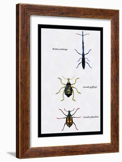 Beetles: Brentus Anchorago, Curculio Geoffroy-Sir William Jardine-Framed Art Print