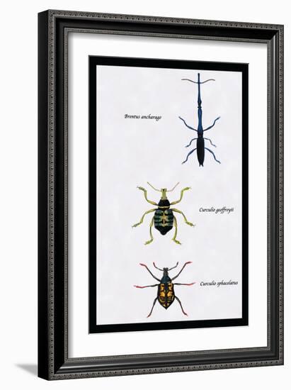 Beetles: Brentus Anchorago, Curculio Geoffroy-Sir William Jardine-Framed Art Print