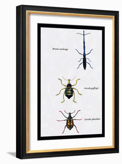 Beetles: Brentus Anchorago, Curculio Geoffroy-Sir William Jardine-Framed Art Print