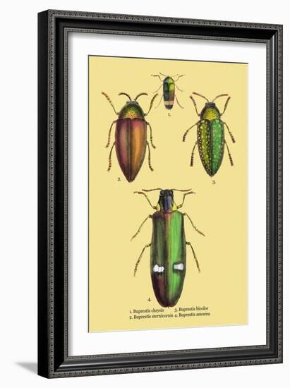Beetles: Buprestis Chrysis B. Sternicornis-Sir William Jardine-Framed Art Print