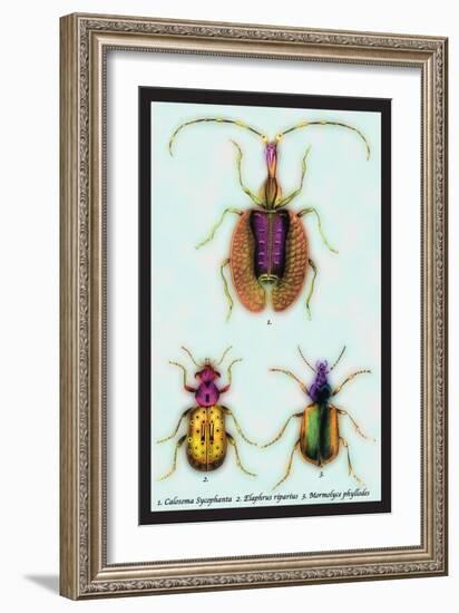 Beetles: Calosoma Sycophanta, Elaphrus Raperius-Sir William Jardine-Framed Art Print