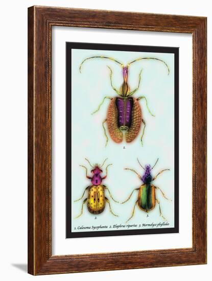 Beetles: Calosoma Sycophanta, Elaphrus Raperius-Sir William Jardine-Framed Art Print