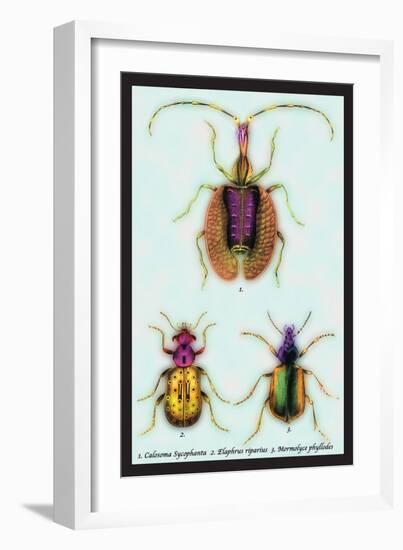 Beetles: Calosoma Sycophanta, Elaphrus Raperius-Sir William Jardine-Framed Art Print