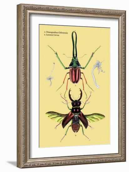 Beetles: Chiasognathus Chiloensis and Lucanus Cervus-Sir William Jardine-Framed Art Print