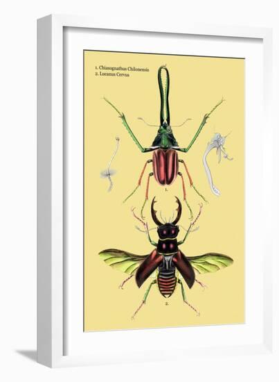 Beetles: Chiasognathus Chiloensis and Lucanus Cervus-Sir William Jardine-Framed Art Print