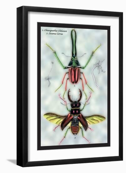 Beetles: Chiasognathus Chiloensis and Lucanus Cervus-Sir William Jardine-Framed Art Print