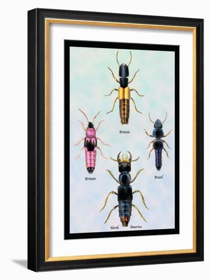 Beetles from Britain, Brazil, and North America-Sir William Jardine-Framed Art Print