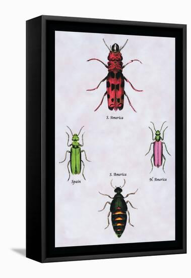 Beetles from North and South America and Spain-Sir William Jardine-Framed Stretched Canvas