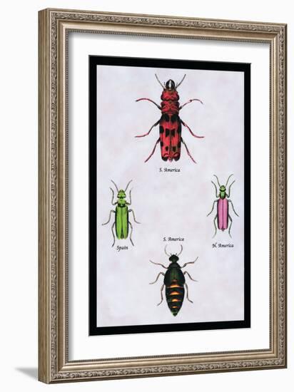 Beetles from North and South America and Spain-Sir William Jardine-Framed Art Print