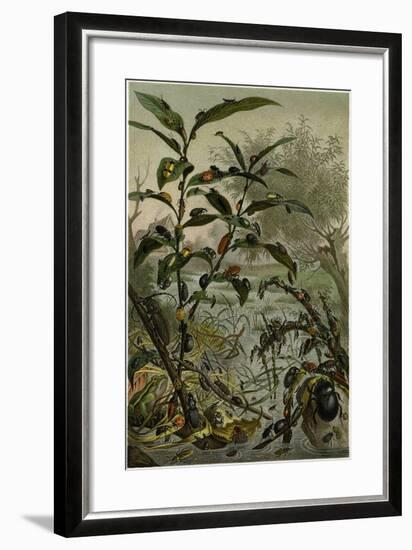 Beetles in a Flood-null-Framed Giclee Print