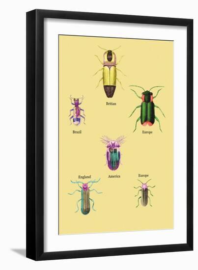 Beetles of America, Britain, Brazil, England and Europe-Sir William Jardine-Framed Art Print