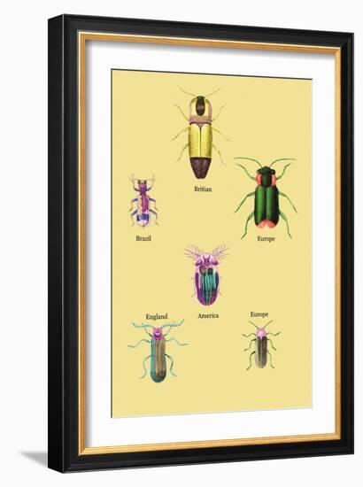 Beetles of America, Britain, Brazil, England and Europe-Sir William Jardine-Framed Art Print