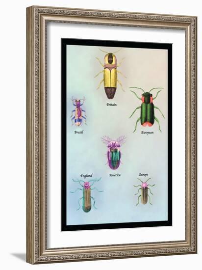 Beetles of America, Britain, Brazil, England and Europe-Sir William Jardine-Framed Art Print