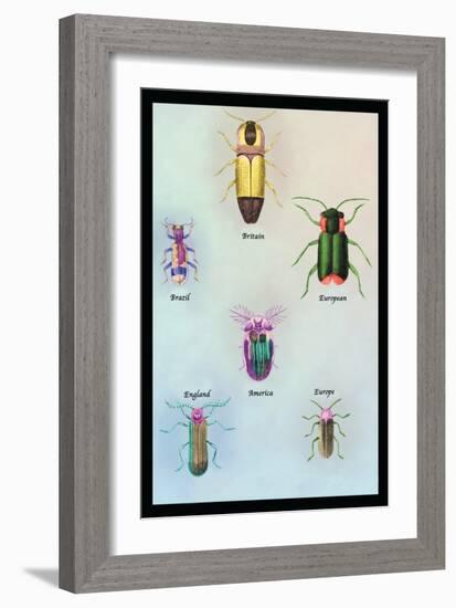 Beetles of America, Britain, Brazil, England and Europe-Sir William Jardine-Framed Art Print