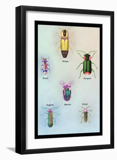 Beetles of America, Britain, Brazil, England and Europe-Sir William Jardine-Framed Art Print