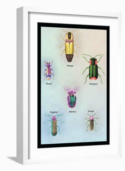 Beetles of America, Britain, Brazil, England and Europe-Sir William Jardine-Framed Art Print