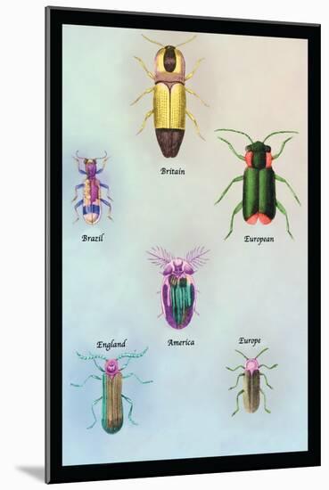 Beetles of America, Britain, Brazil, England and Europe-Sir William Jardine-Mounted Art Print