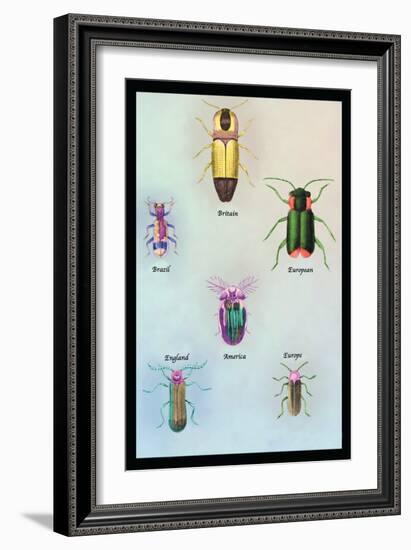 Beetles of America, Britain, Brazil, England and Europe-Sir William Jardine-Framed Art Print