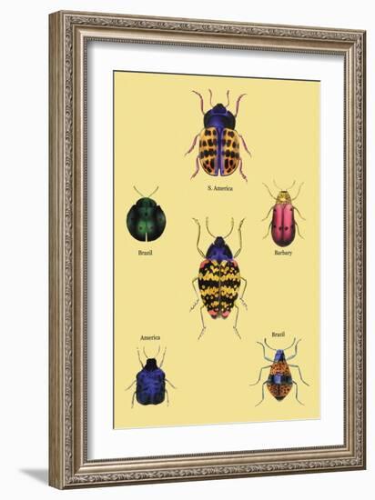 Beetles of Barbary and the Americas-Sir William Jardine-Framed Art Print