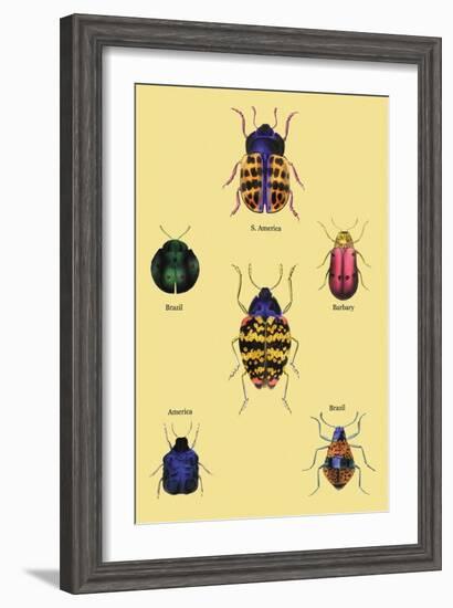 Beetles of Barbary and the Americas-Sir William Jardine-Framed Art Print