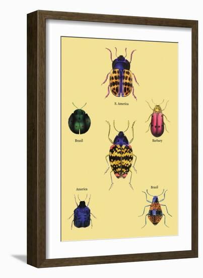 Beetles of Barbary and the Americas-Sir William Jardine-Framed Art Print