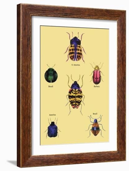 Beetles of Barbary and the Americas-Sir William Jardine-Framed Art Print