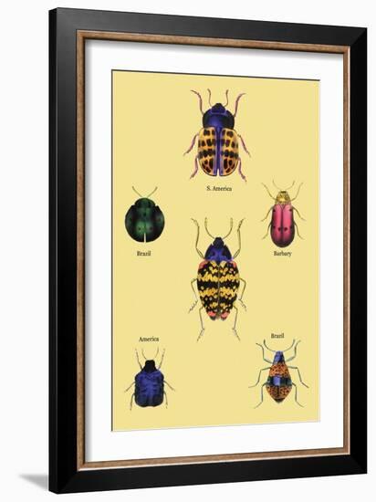 Beetles of Barbary and the Americas-Sir William Jardine-Framed Art Print