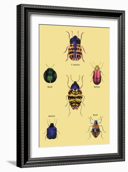 Beetles of Barbary and the Americas-Sir William Jardine-Framed Art Print