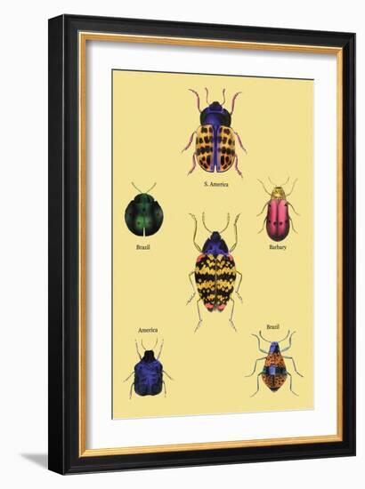 Beetles of Barbary and the Americas-Sir William Jardine-Framed Art Print