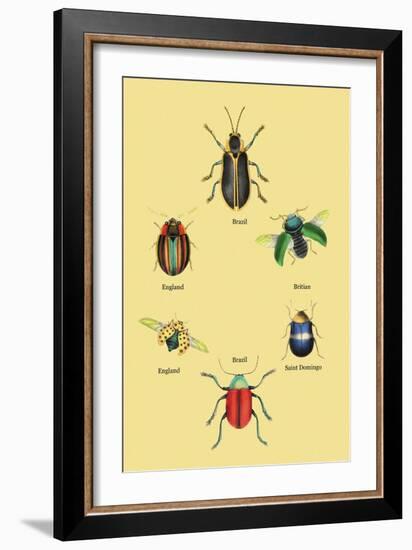 Beetles of Brazil, Britain, England and Saint Domingo-Sir William Jardine-Framed Art Print