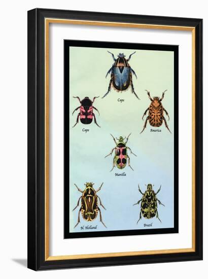 Beetles of Cape, America, Manilla, N. Holland and Brazil-Sir William Jardine-Framed Art Print