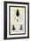 Beetles of Java, France, Cape and Europe-Sir William Jardine-Framed Art Print