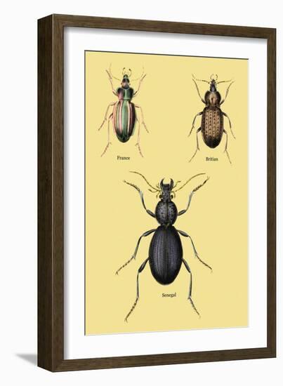 Beetles of Senegal, Britain and France-Sir William Jardine-Framed Art Print