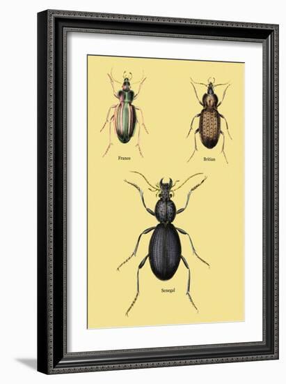 Beetles of Senegal, Britain and France-Sir William Jardine-Framed Art Print