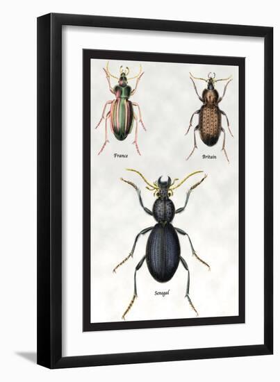 Beetles of Senegal, Britain and France-Sir William Jardine-Framed Art Print