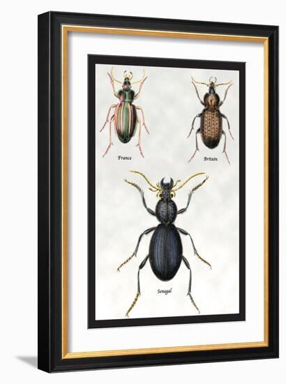 Beetles of Senegal, Britain and France-Sir William Jardine-Framed Art Print