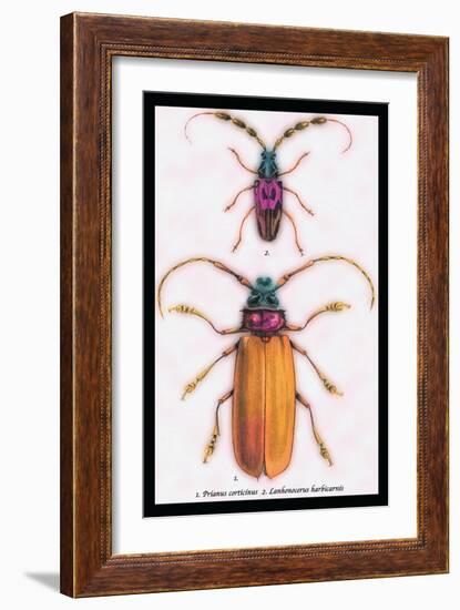 Beetles: Prianus Corticinus and Lanhonocerus Harbicarnis-Sir William Jardine-Framed Art Print