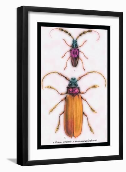 Beetles: Prianus Corticinus and Lanhonocerus Harbicarnis-Sir William Jardine-Framed Art Print