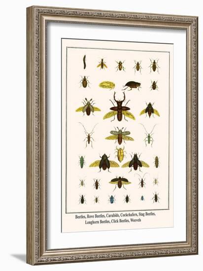 Beetles, Rove Beetles, Carabids, Cockchafers, Stag Beetles, Longhorn Beetles, Click Beetles, Weevel-Albertus Seba-Framed Art Print