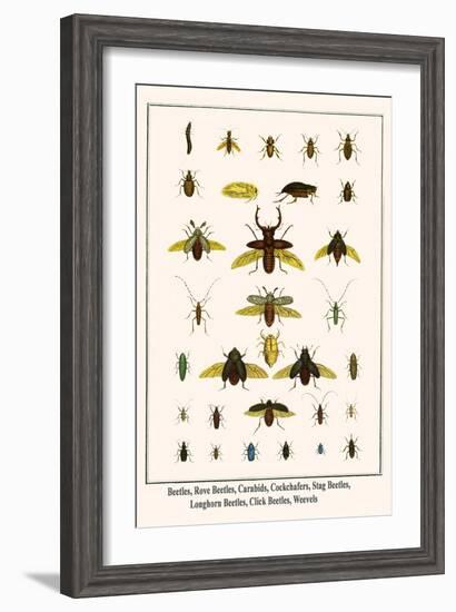 Beetles, Rove Beetles, Carabids, Cockchafers, Stag Beetles, Longhorn Beetles, Click Beetles, Weevel-Albertus Seba-Framed Art Print