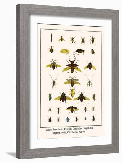 Beetles, Rove Beetles, Carabids, Cockchafers, Stag Beetles, Longhorn Beetles, Click Beetles, Weevel-Albertus Seba-Framed Art Print