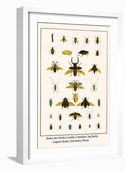 Beetles, Rove Beetles, Carabids, Cockchafers, Stag Beetles, Longhorn Beetles, Click Beetles, Weevel-Albertus Seba-Framed Art Print