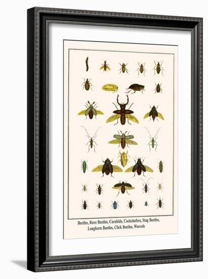 Beetles, Rove Beetles, Carabids, Cockchafers, Stag Beetles, Longhorn Beetles, Click Beetles, Weevel-Albertus Seba-Framed Art Print