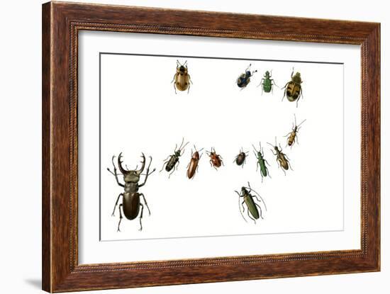 Beetles-English School-Framed Giclee Print