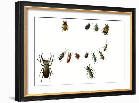 Beetles-English School-Framed Giclee Print