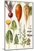 Beetroot and Other Vegetables-Elizabeth Rice-Mounted Giclee Print