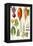 Beetroot and Other Vegetables-Elizabeth Rice-Framed Premier Image Canvas