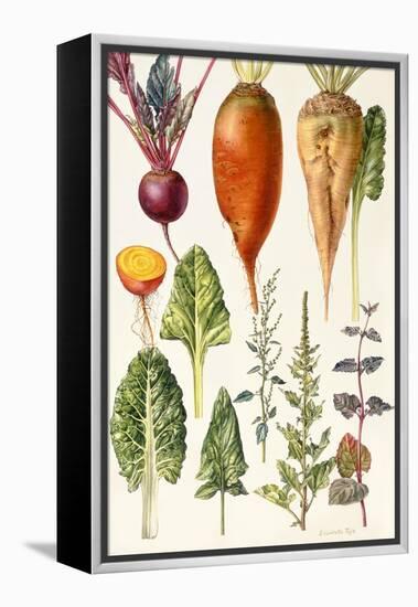Beetroot and Other Vegetables-Elizabeth Rice-Framed Premier Image Canvas