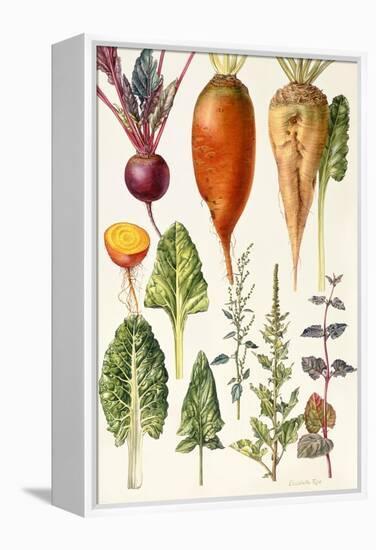 Beetroot and Other Vegetables-Elizabeth Rice-Framed Premier Image Canvas