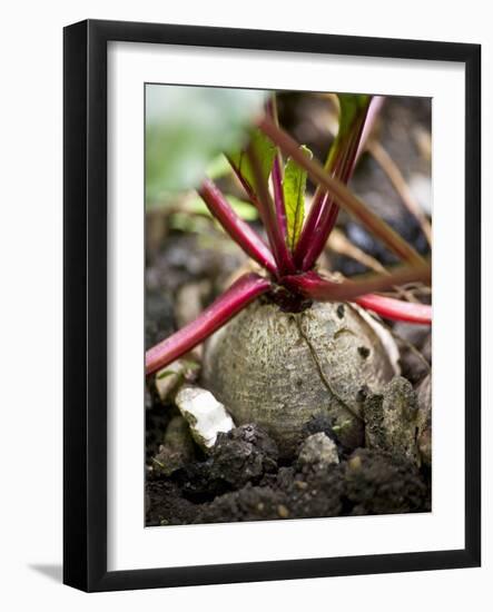 Beetroot in a Vegetable Patch-Richard Church-Framed Photographic Print